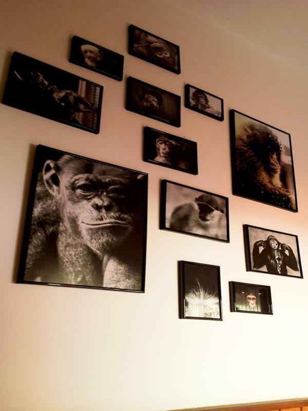 زادار The Mellow Monkey Hostel المظهر الخارجي الصورة
